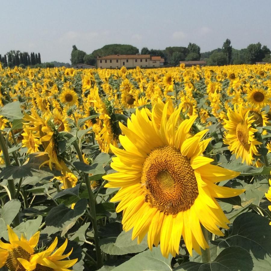 Podere Magnolia Pisa Kültér fotó
